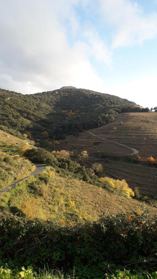 Gite Rez De Chaussee Entre Mer Et Montagne Collioure Eksteriør bilde