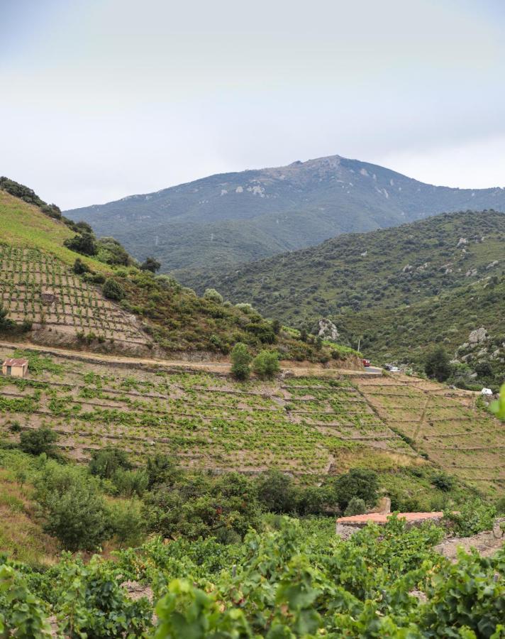 Gite Rez De Chaussee Entre Mer Et Montagne Collioure Eksteriør bilde